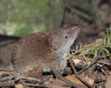 Alerta por casos de Henipavirus en China: qué es y cuáles son sus síntomas