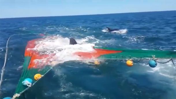 Un lobo marino se subió a una red de pescar para escapar del ataque de dos orcas.