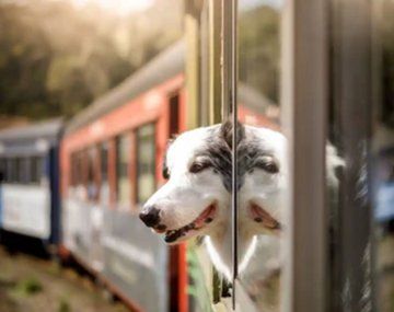Se podrá viajar con mascotas en trenes y micros de larga distancia: los requisitos a cumplir