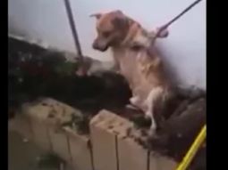 asi rescataron a un perro atrapado asi rescataron a un perro atrapado