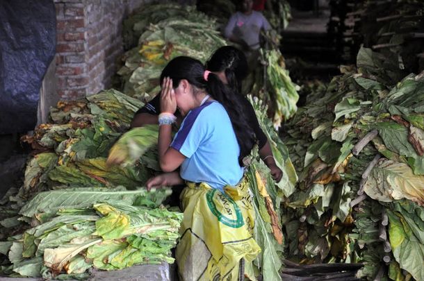 AFIP detectó trabajo infantil en una tabacalera jujeña
