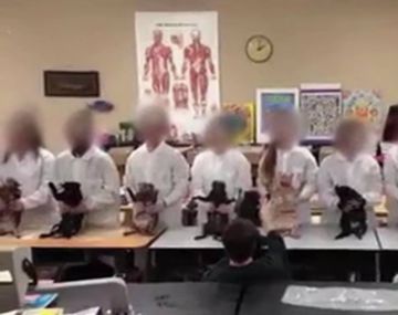 Hicieron una coreografía con gatos muertos