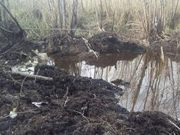 El pantano del río Paraná donde fueron hallados los restos del avión.