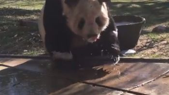mira el divertido bano de espuma de un oso panda