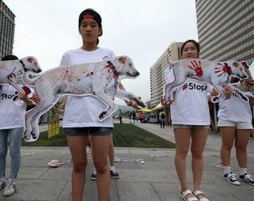 Corea hizo con perros concurso de comida