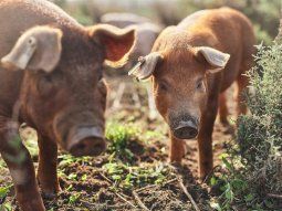 salta: cerdos salvajes se comieron un perro en la calle salta: cerdos salvajes se comieron un perro en la calle