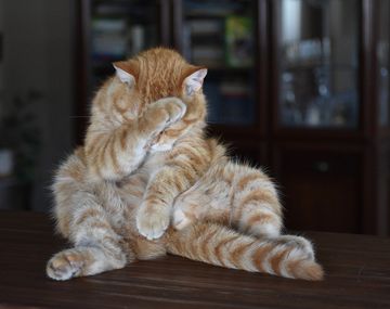 Desarrollan una app para traducir lo que dicen los gatos