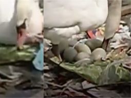 Adaptarse para sobrevivir: una pareja de cisnes hizo su nido con basura