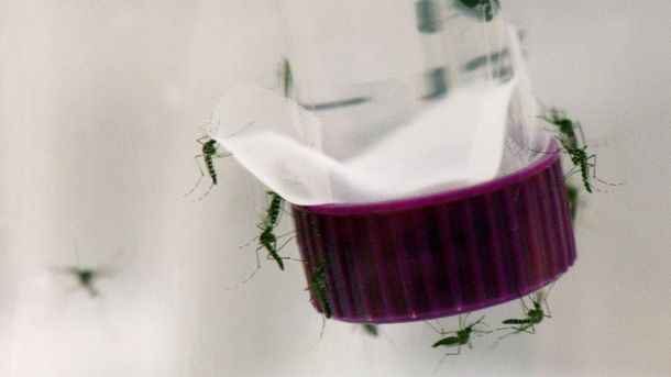 Estados Unidos confirma su primer caso del zika por transmisión sexual