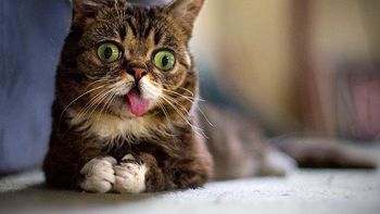 ¿cuales son las diez mascotas mas famosas de internet? ¿cuales son las diez mascotas mas famosas de internet?