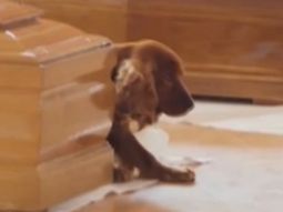 Perro no se despega del ataúd de su amo muerto en el terremoto