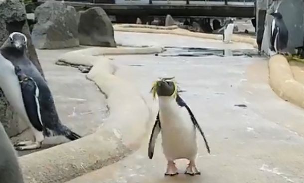 VIDEO: La desbordante alegría de un pingüino que es furor en las redes sociales