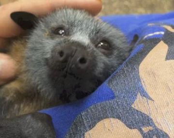 Caricia a un murciélago huérfano
