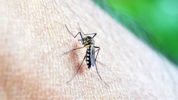 El mosquito Aedes aegypti es el vector del dengue.