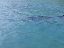 terror en una playa del reino unido por la aparicion de un tiburon gigante terror en una playa del reino unido por la aparicion de un tiburon gigante