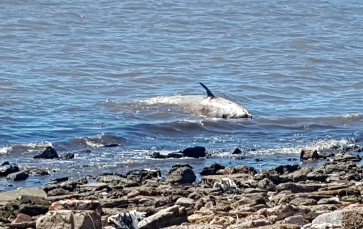 En un principio se creyó que el zífido encontrado muerto en Vicente López era una ballena bebé.