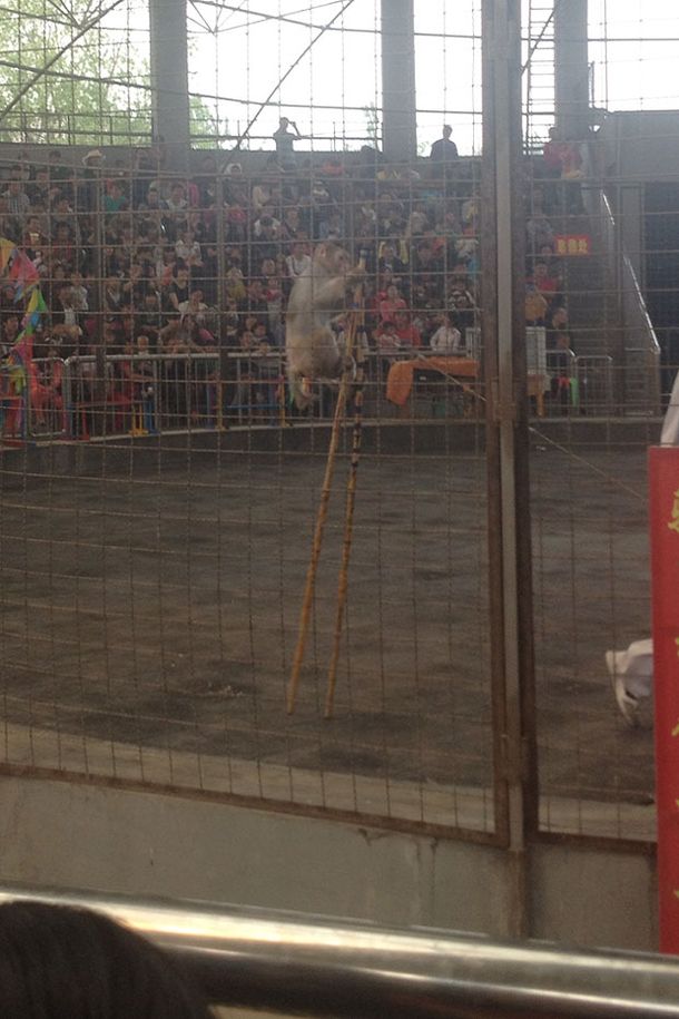 El circo del horror: retratan abusos a animales en zoológicos chinos