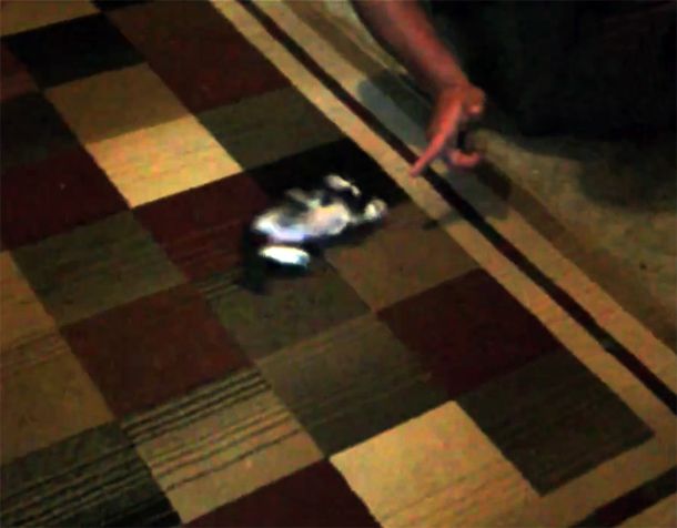 Un lindo gatito que está listo para protagonizar un western