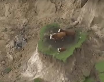 Tres vacas atrapadas tras el terremoto de Nueva Zelanda