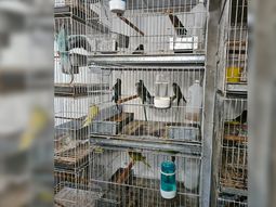 Maltrato animal: fueron rescatadas más de 300 aves hacinadas en un criadero ilegal de Liniers