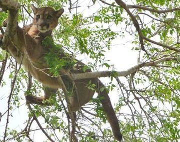 Susto en Córdoba: se despertó con un puma sobre el asador