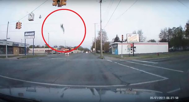 Un ganso recibió el impacto de un rayo mortal