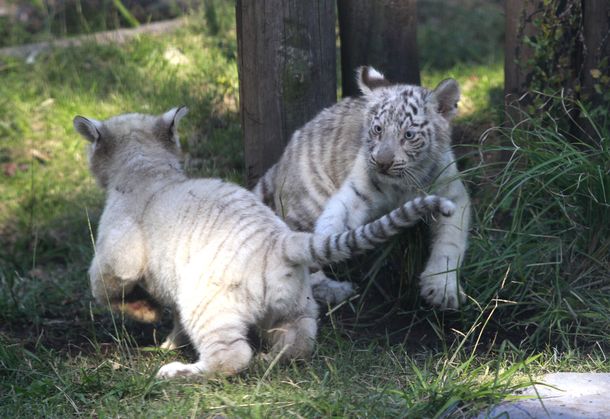 VIDEO: así nacieron los trillizos de tigre de bengala blanco en el zoo porteño