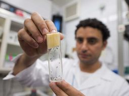 llego nomas: primer caso de zika made in argentina llego nomas: primer caso de zika made in argentina