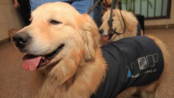 la afip jubilara a 16 perros en el dia del animal la afip jubilara a 16 perros en el dia del animal