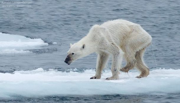 La imagen más cruel: una osa polar muere por el cambio climático