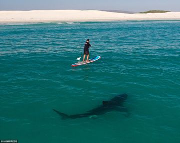 Un tiburón blanco atacó al surfista muerto en California
