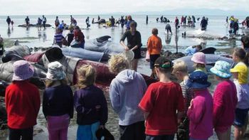 mas de 200 ballenas varadas mas de 200 ballenas varadas
