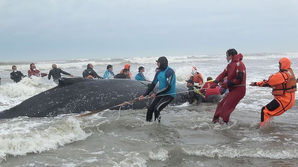 Ballena varada en Mar del Tuyú - Crédito: Mundo Marino