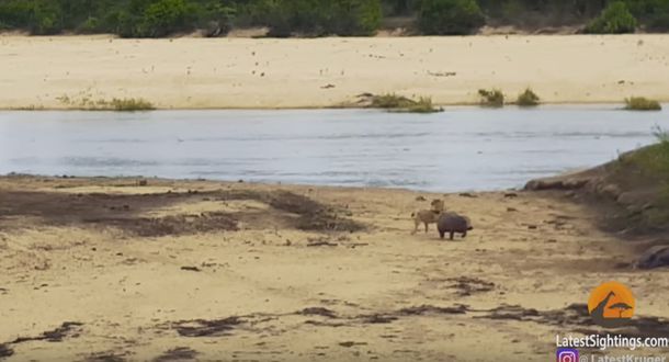 Poderoso el chiquitín: mirá la cría de hipopótamo que defiende a su madre de un león