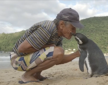 Un pingüino nadó 8.000 kilómetros para encontrarse con el hombre que lo salvó