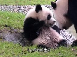 Se emitirá un Gran Hermano de osos panda en China