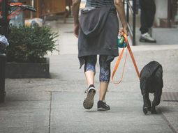 Lavandina y horarios recomendados: cómo pasear a los perros en el aislamiento social