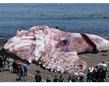 Un calamar gigante apareció en una playa de California