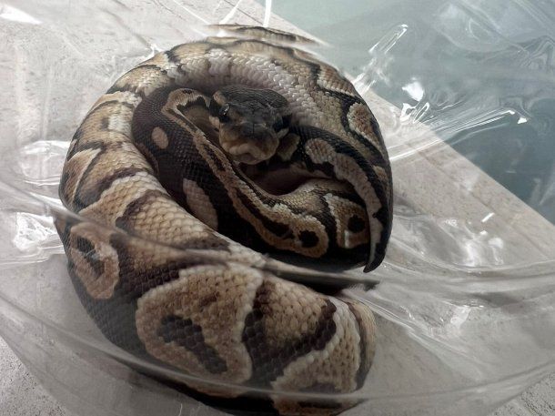 Palermo: hallan una serpiente pitón en un balcón