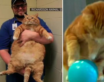 El ex gato obeso mostró su nueva figura