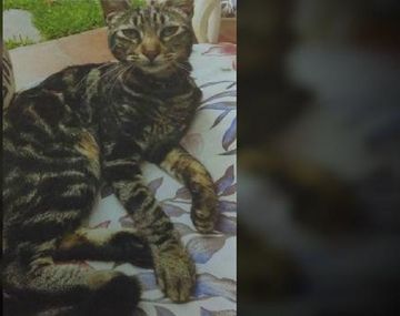 Perdió un gato y ofrece como recompensa entradas para los Rolling Stones