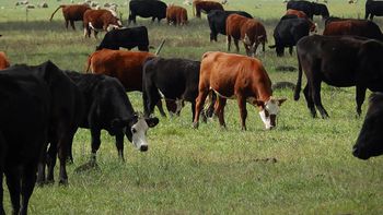 Uruguay tiene casi 12 millones de cabezas de ganado. Uruguay tiene casi 12 millones de cabezas de ganado.