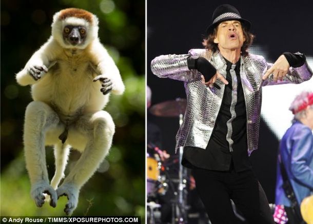 Un animal copió todos los movimientos de Mick Jagger al bailar