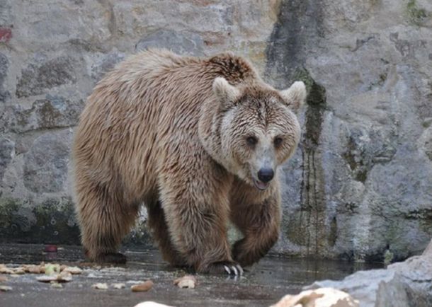 Liberarán a una familia de osos del zoológico de Córdoba: vivirán en un santuario de Arizona