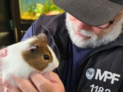 Maltrato animal: rescatan más de 60 animales de un pet shop en Colegiales