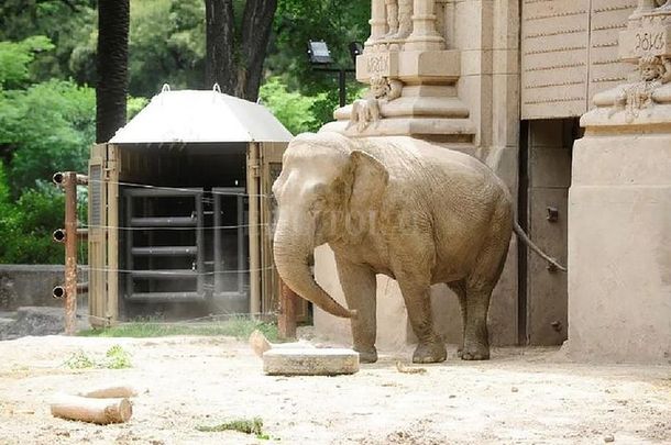 La elefanta Mara rompe la cuarentena: este sábado será trasladada a Brasil