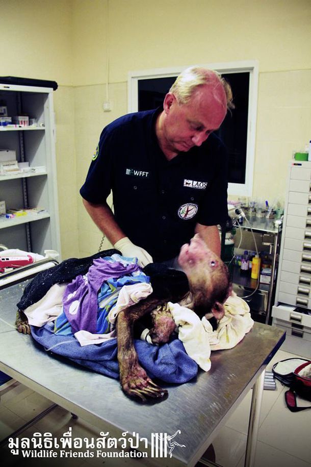 Creyeron que era un monstruo, pero era un oso desfigurado por el hambre