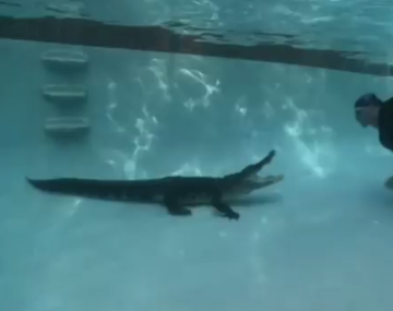 Se arriesgan a meterse en una pileta con un cocodrilo