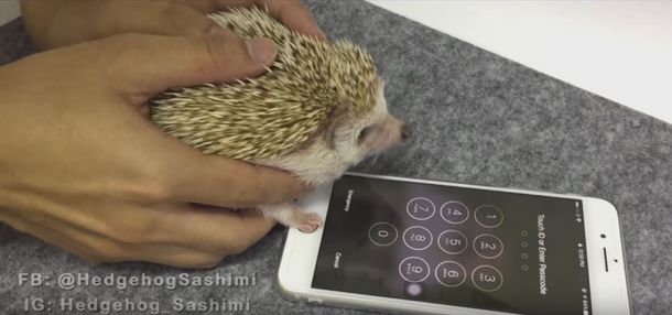 Un erizo desbloquea un iPhone