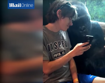 Un gorila se hipnotiza con sus propias fotos